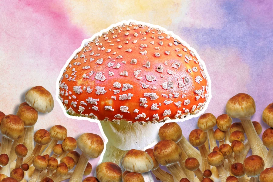 Amanita muscaria vs psilocybin on a pastel background