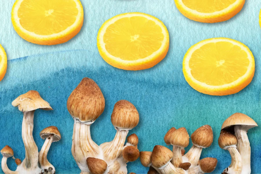 lemon slices and magic mushrooms depicting how to lemon tek