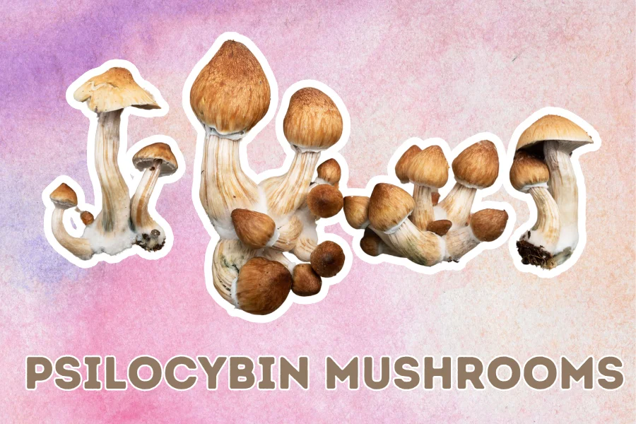 psilocybin mushrooms