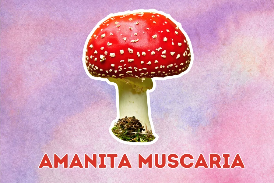 Amanita muscaria 