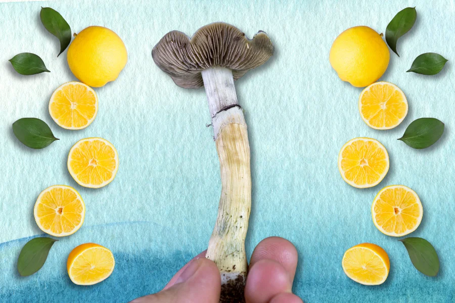 a hand holding a shroom with lemons on the side depicting shrooms lemon tek method