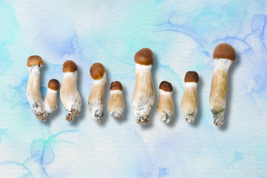 psilocybin mushrooms for microdosing